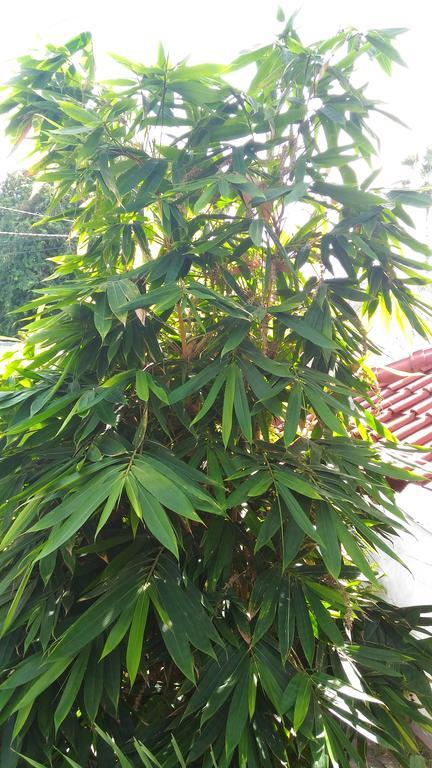 Santa Fe Homestay & Warong Amed  Luaran gambar